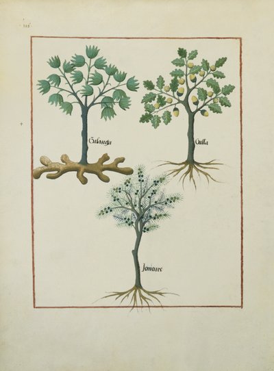 Illustration from the Book of Simple Medicines by Mattheaus Platearius c.1470 by Robinet Testard